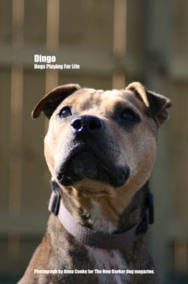 Dingo_Tag_Two